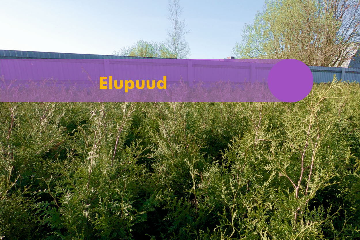 Elupuud